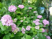 Hortensienviele.webp