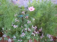 cosmee + bienenfreund.webp