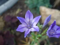 Hyazinthe California.webp