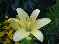 lilie gelb.webp