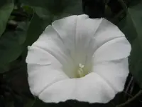 Ackerwinde.webp