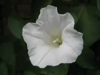 Ackerwinde 2.webp