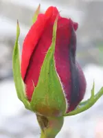 020609 029_b.webp