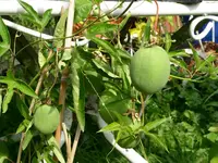 PICT0007.webp