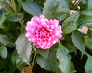Dahlienblüte.webp