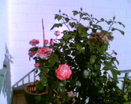 die rote Kübelrose 2.webp