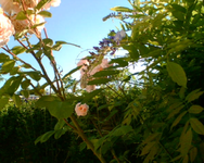 die zweite Blüte des Blauregens.webp