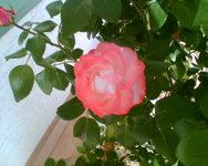 Rosenblüte.webp