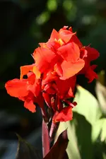 Canna Steller Blut.webp