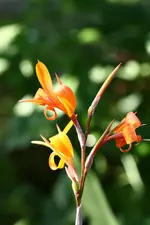 Canna Intrigue.webp