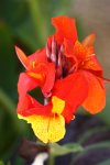 Canna Harlekin.JPG