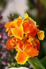 Canna Florence Vaughan.webp