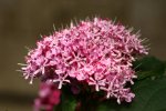 Clerodendrum bungei.JPG