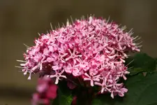 Clerodendrum bungei.webp