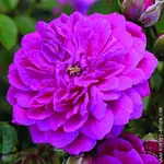purple rain.webp