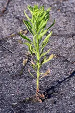 Unkraut_1.webp