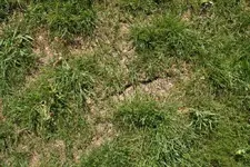 01_Spalt im Rasen_08.05.10.webp
