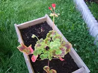 DSCF3671.webp