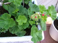 DSCF3673.webp