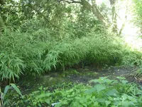 Garten 007.webp