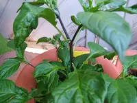 DSCF3675.webp