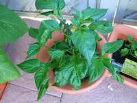 DSCF3676.webp