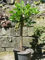 Mandarinenbaum.webp