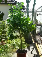 Pomelo.webp