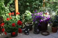 Terrassenblumen.webp
