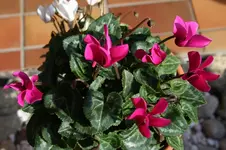 009.webp