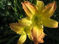 IMG_mormon spider_1024x768.webp