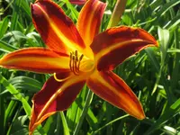 IMG_resplendent_1024x768.webp