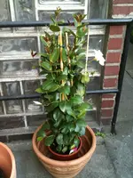 Dipladenia_weiß.webp
