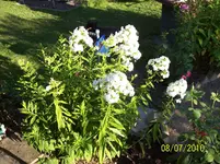 Phlox.webp