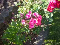 Phlox 1.webp