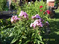 Phlox 3.webp