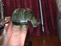 Mikesch auf dem Tisch.webp