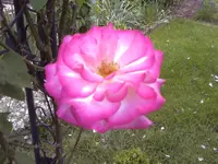 Rosenblüte Harlekin am Bogen rechts gegenüber Lawinia.webp