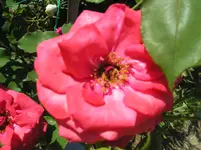 080710 027.webp