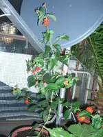 CIMG3296.webp