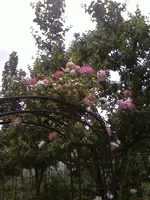 Kletterrose Harlekin 2.webp