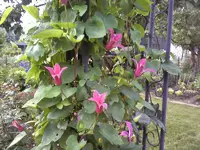 Clematis Diana.webp