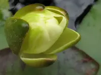 knospe gelbe seerose.webp