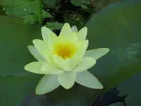 Gelbe Seerose.webp