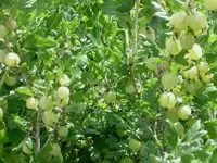 Stachelbeeren (1)v.webp