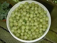 Stachelbeeren (2)v.webp