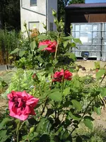080710 029.webp