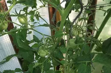Garten 016.webp