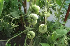Garten 017.webp