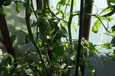 Garten 018.webp